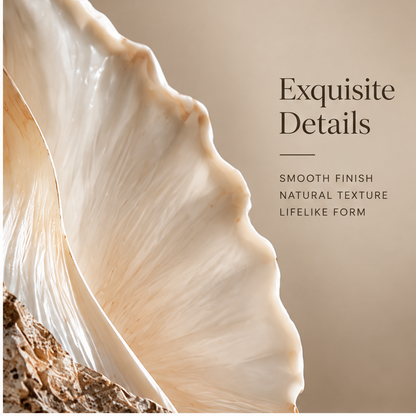 Curved shell decor showing its rippled edge and contrasting textures